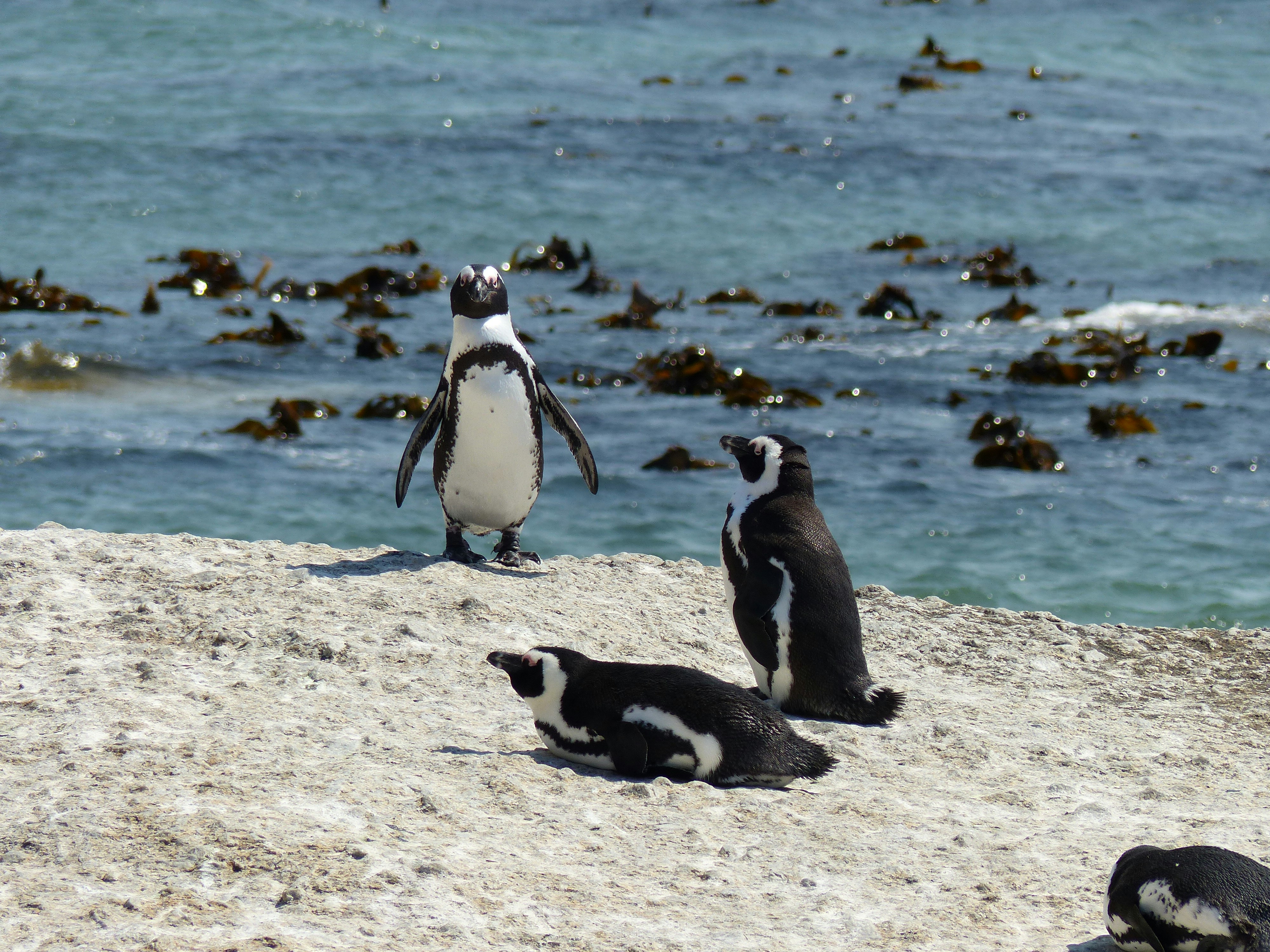 African penguins sunbathing on rocks at Boulders Beach.